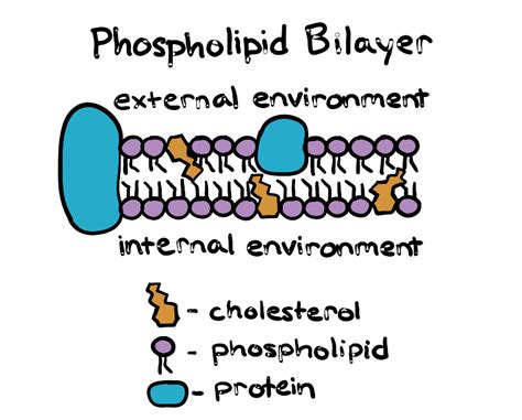 What Molecules Compose The Plasma Membrane Besides Phospholipids?