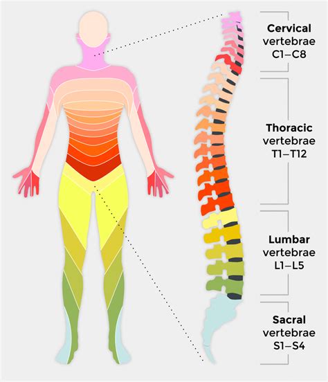 What is a Spinal Cord Injury (SCI)? - First Aid for Free