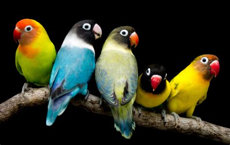 Which Birds Make the Best Pet Birds? - Earth.com