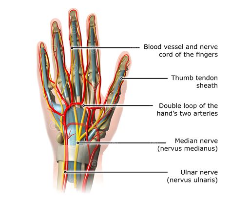 Illustration anatomy hand - MedicalGraphics