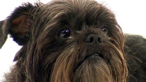 Affenpinscher | Dogs 101 | Animal Planet