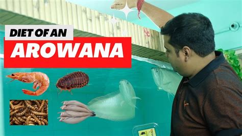 WHAT TO FEED MY AROWANA ? FULL AROWANA DIET || BEST DIET FOR AN AROWANA ...