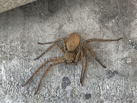 Female Heteropoda venatoria (Huntsman Spider) in San Diego, California ...