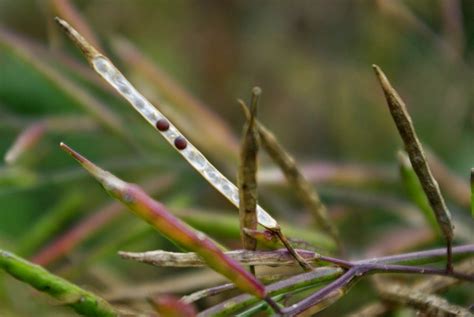 How to Grow Mustard Seeds - Plant Instructions