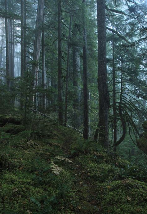 the forest is full of tall trees and green mossy ground, with fog in ...