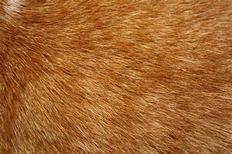 Orange Tabby Cat Fur Texture Picture | Free Photograph | Photos Public ...