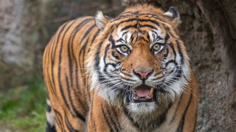 Sumatran tiger makes debut at Tacoma Point Defiance Zoo