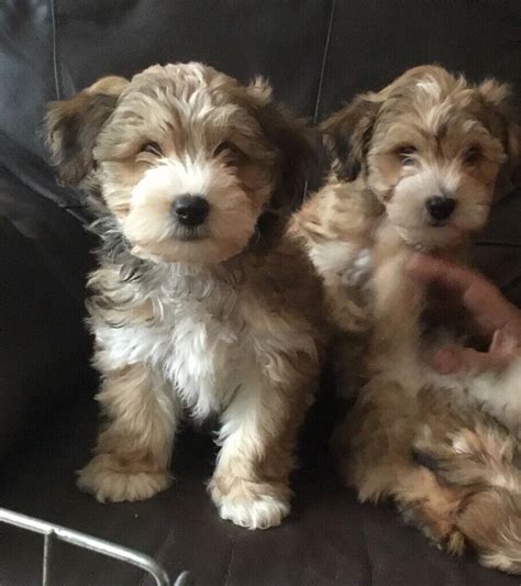 Bichon x Yorkie puppies | in Coventry, West Midlands | Gumtree