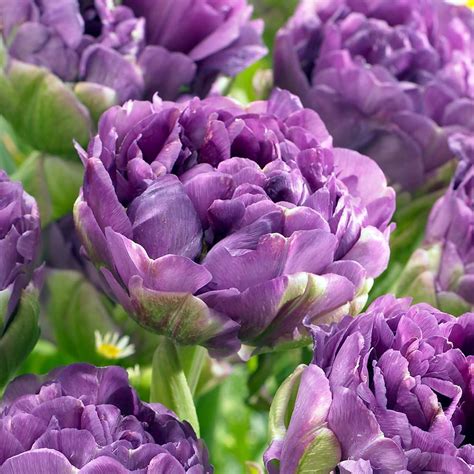 Blue Wow Double Late Peony Flowered Tulip 5 Bulbs - NEW - Walmart.com ...