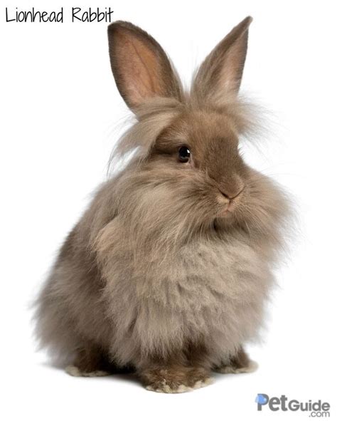 Lionhead Rabbit Breed Information and Pictures - PetGuide.com | PetGuide