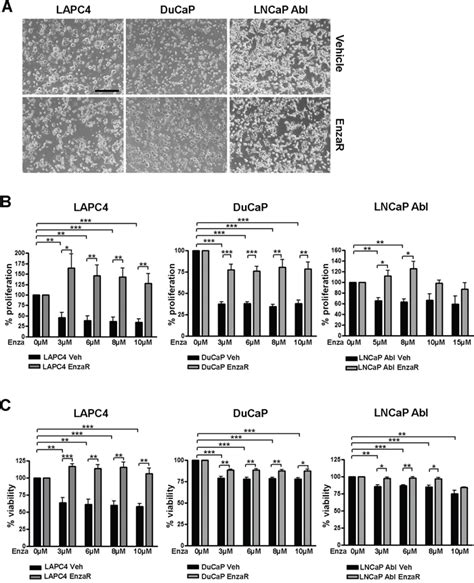 Oncotarget | Critical role of androgen receptor level in prostate ...