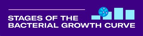 What are the Stages of the Bacterial Growth Curve?