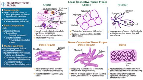 Physiology: Connective Tissue Proper | Draw It to Know It