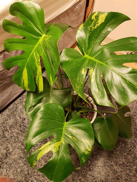 Y'all, for Monstera Monday I just have to show off this VARIEGATED ...