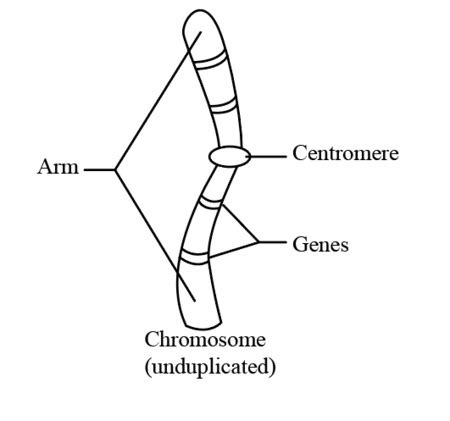 Describe, draw, or label a diagram of the structure of a duplicated or ...