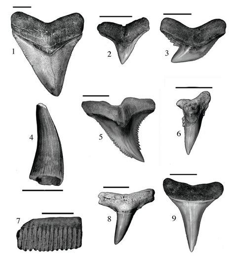 Identifying Fossil Shark Teeth | Shark teeth, Shark tooth tattoo, Shark ...