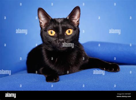 lying Bombay cat Stock Photo - Alamy