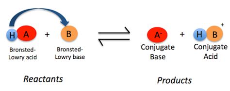 Bronsted Lowry Base | Definition, Reactions & Examples - Lesson | Study.com