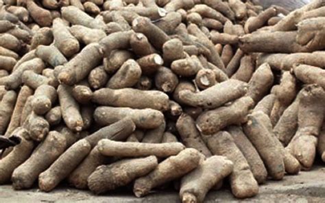 Making money from yam farming - Punch Newspapers