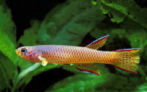 11 Types of Killifish - Popular & Beautiful Species - AquariumNexus