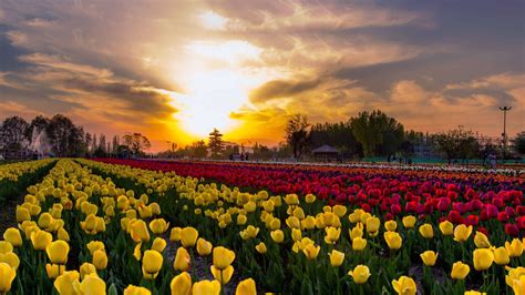 Kashmir Tulip Festival 2024 - Date, History, Ticket Price, Major ...