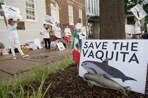 Mexico Lifts Ban on Fishing in Vaquita Habitat, Potentially Dooming ...