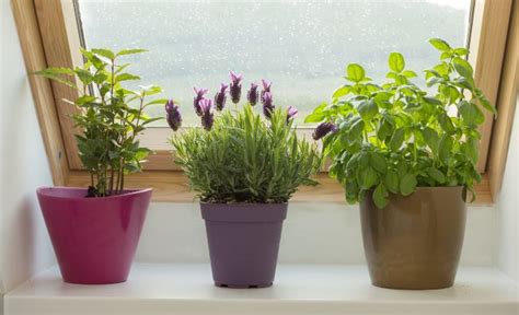 How To Care For Lavender Indoors - 9 Essential Tips - Smart Garden Guide