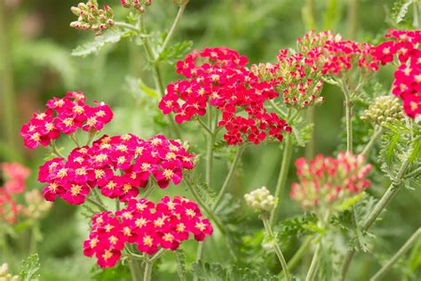 Get Inspired For Fernleaf Yarrow Flower Supplement 9+