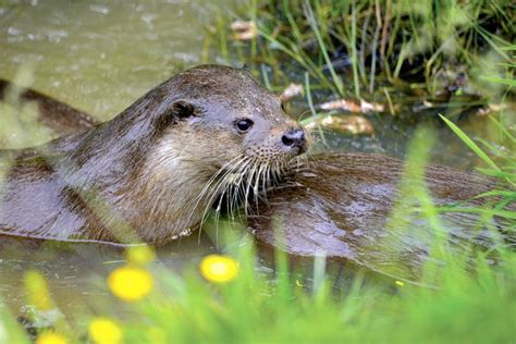 The River Severn and its wildlife | The Local Answer