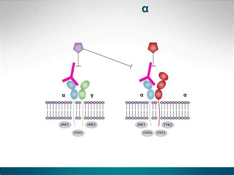 Dupixent (dupilumab) for the Treatment of Atopic Dermatitis