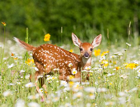 Educate My White Tail – Telegraph