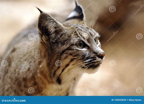 Bobcat - Soft Closeup Profile Stock Image - Image of eyes, arizona ...