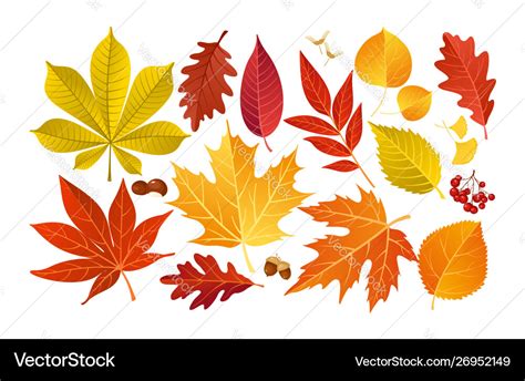 Fall autumn leaves Royalty Free Vector Image - VectorStock