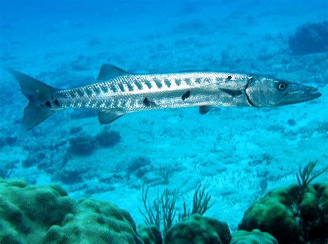 Barracuda | The Biggest Animals Kingdom