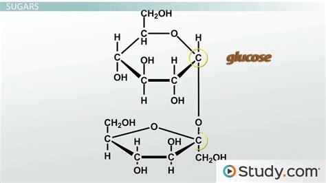 Basic Carbohydrate Structure