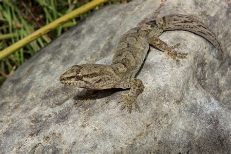 Pygmy gecko (northern) | Woodworthia "pygmy" | Carey Knox | Flickr