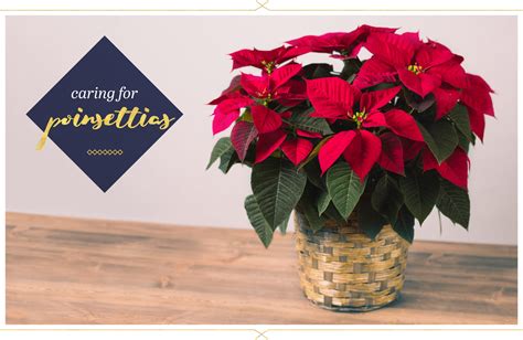 Poinsettia Care Guide: Tips and Tricks - The Plant Guide