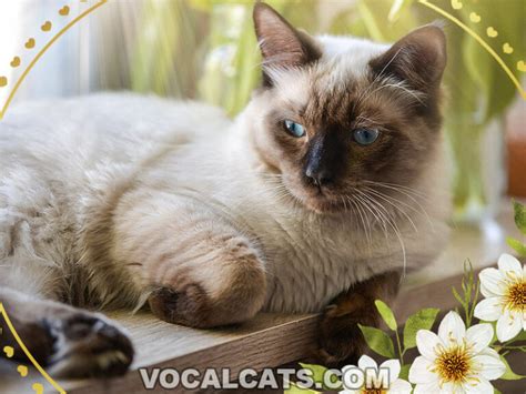 Seal Lynx Ragdoll: Complete Guide - Vocal Cats