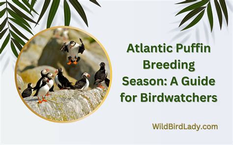 Atlantic Puffin Breeding Season: A Guide for Birdwatchers