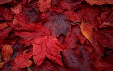 Fond d'écran : tomber, rouge, feuilles rouges, arbre, l'automne, fleur ...