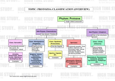 Protozoa Classification – HIGH TIME STUDY