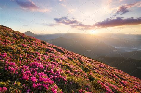 Mountains landscape during sunrise featuring flower, mountain, and ...