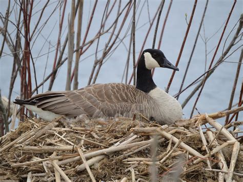 Canada Goose Nesting (Location, Eggs + Behavior) | Birdfact