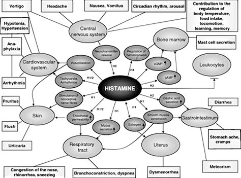 Histamine Intolerance - Causes, Symptoms, Diagnosis, Test, Treatment