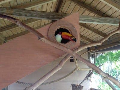 Nest Logs for Toco Toucans: 2 | Adventures in Toucanland