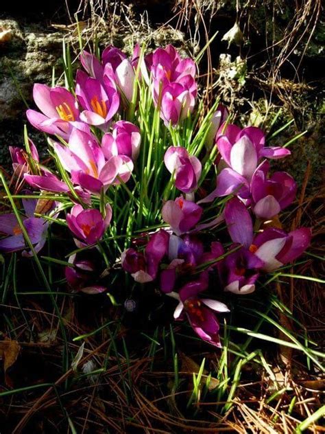 Pin by Cyndy Simons on Who tells the crocus it's spring? | Shade garden ...