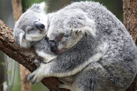 Super cute koala cuddles. #animals #koalas