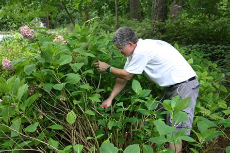 Hydrangea Summer Pruning – Step by Step | Walter Reeves: The Georgia ...