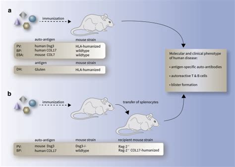 Research Techniques Made Simple: Mouse Models of Autoimmune Blistering ...