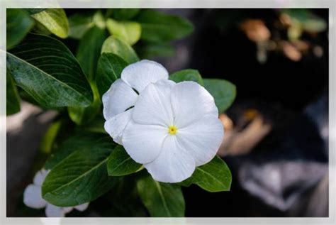 Vinca Flower: Care and Growth - AAAK